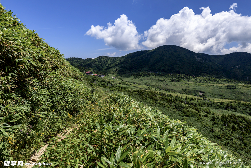 山