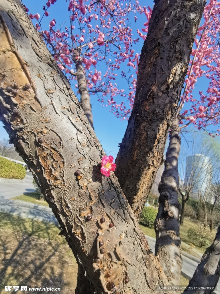 新花枝头粉色