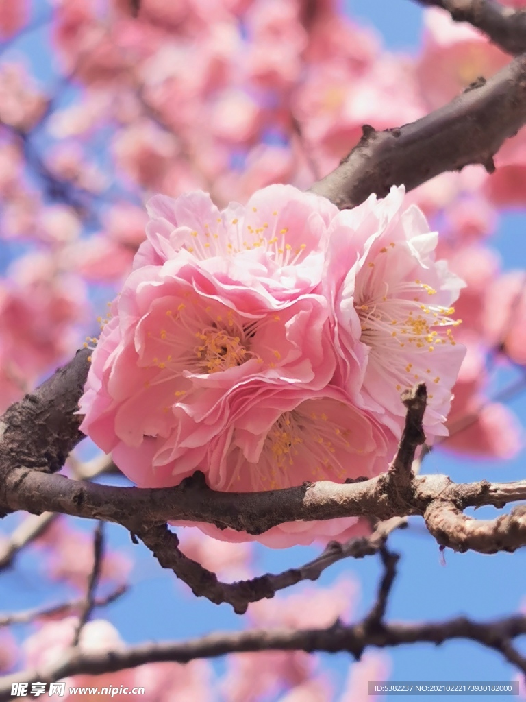 桃花微距