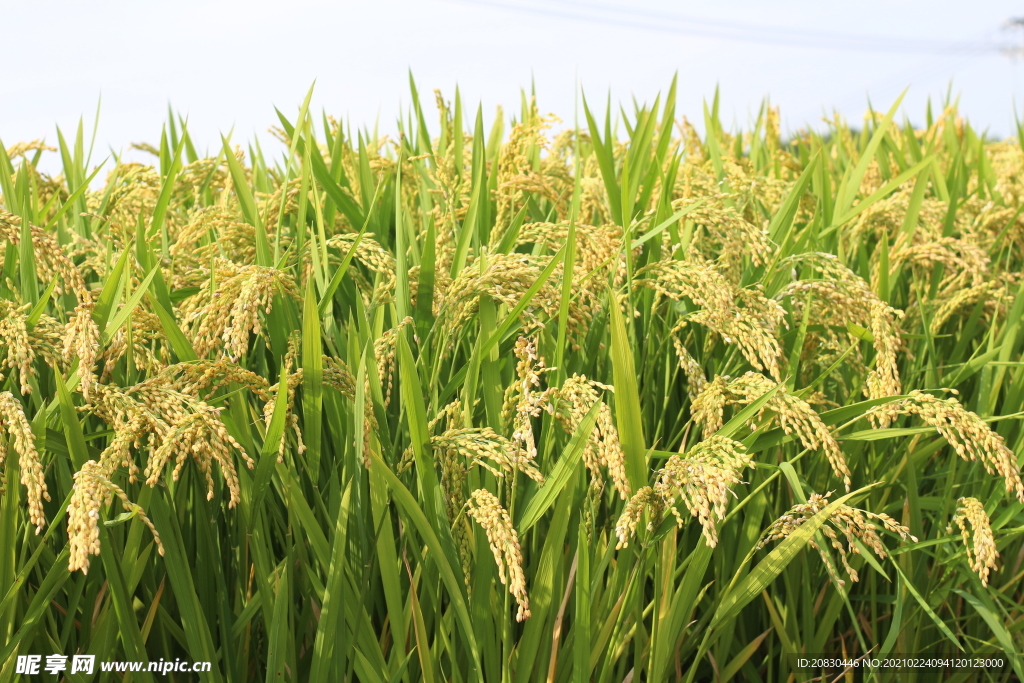 成熟的水稻