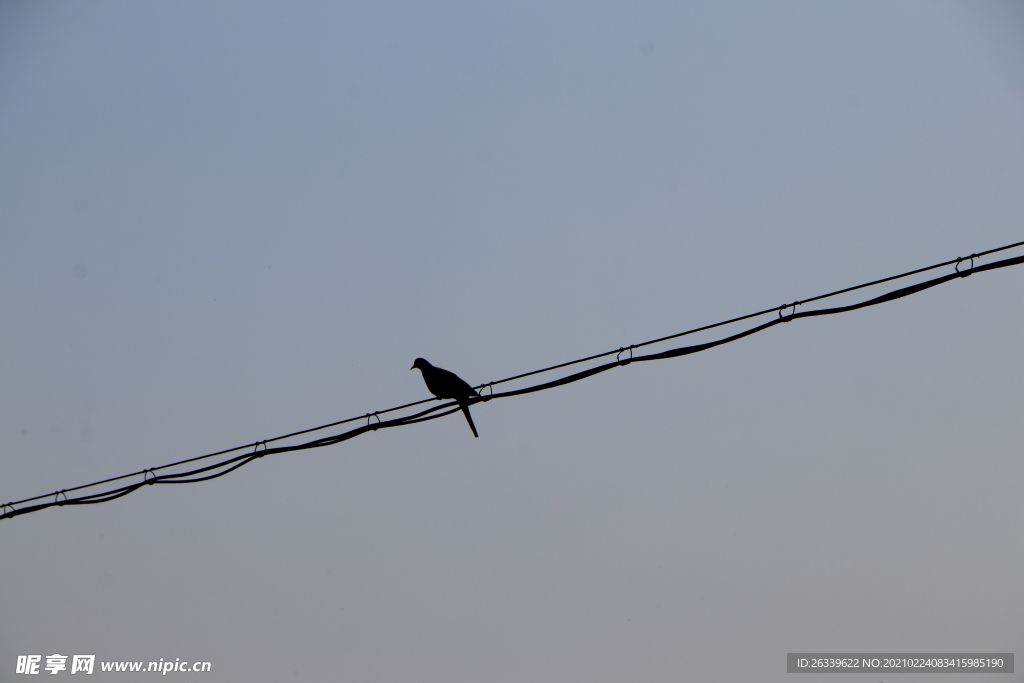 电线上的小鸟