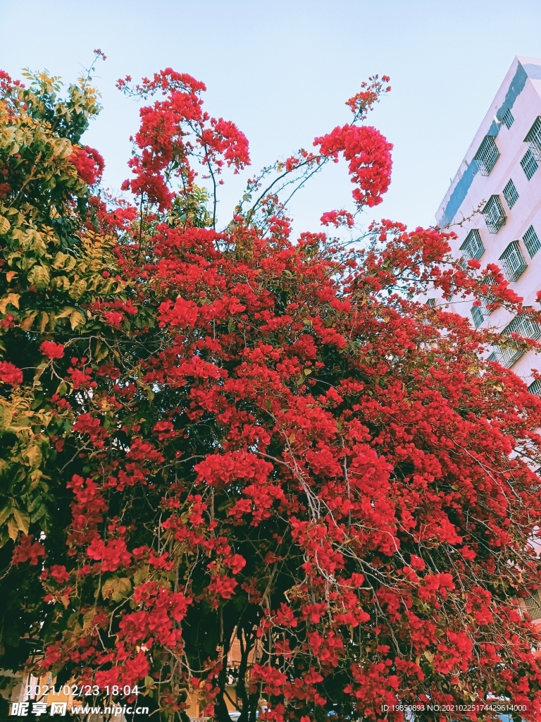 梅花 六角梅