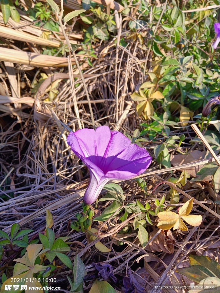 牵牛花 喇叭花