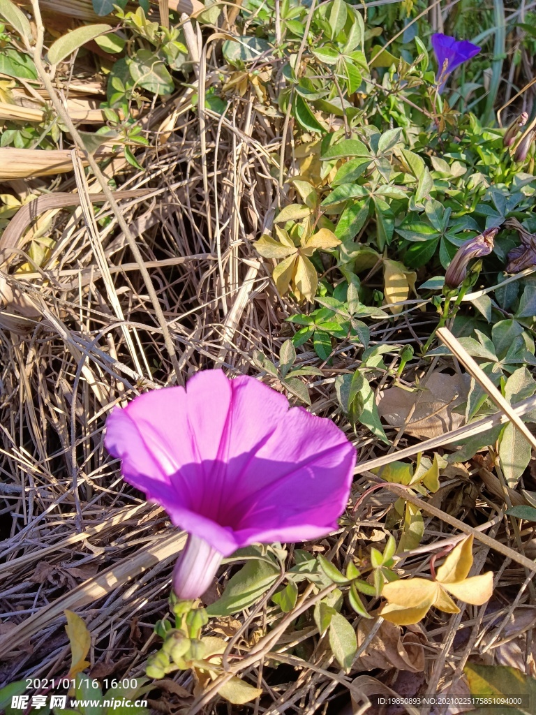 牵牛花 喇叭花