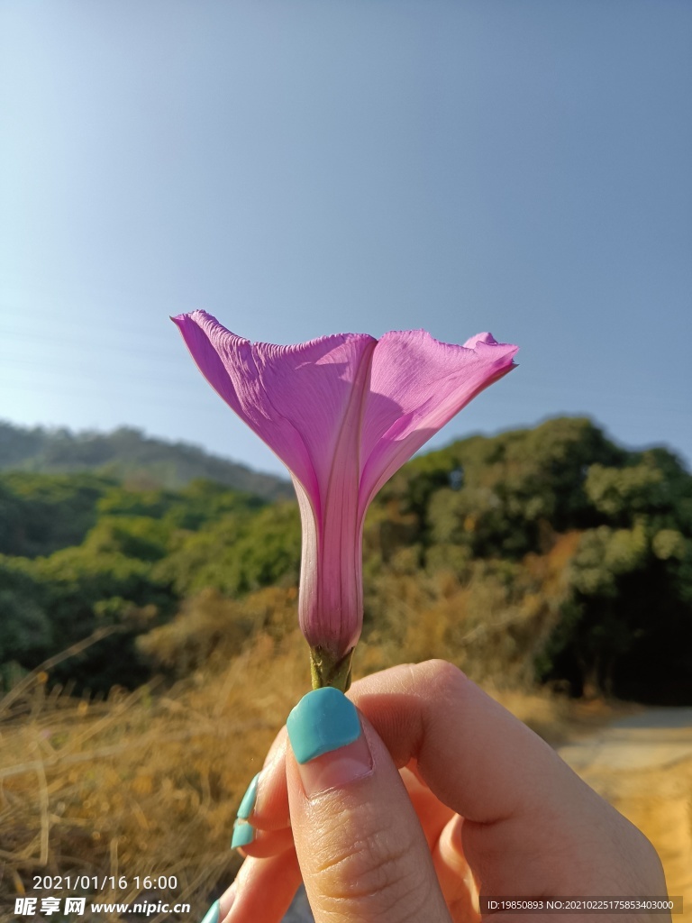 牵牛花 喇叭花