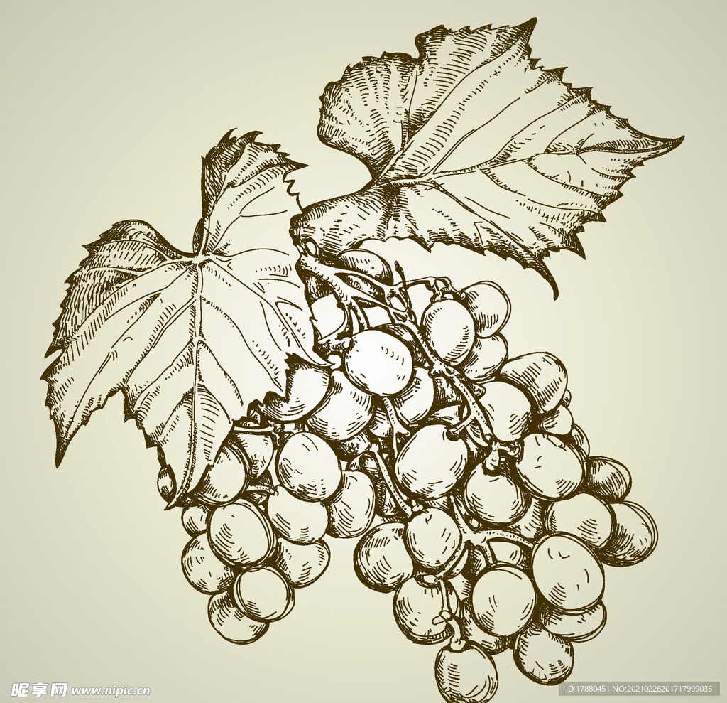 手绘葡萄