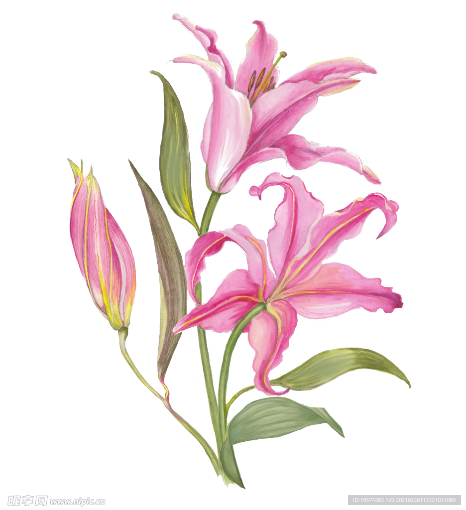 百合花花卉图形手绘花朵