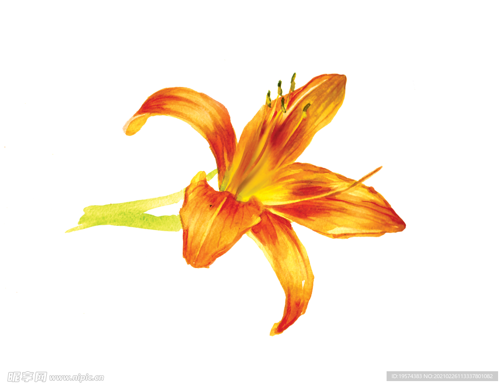 萱草花卉图形手绘花朵