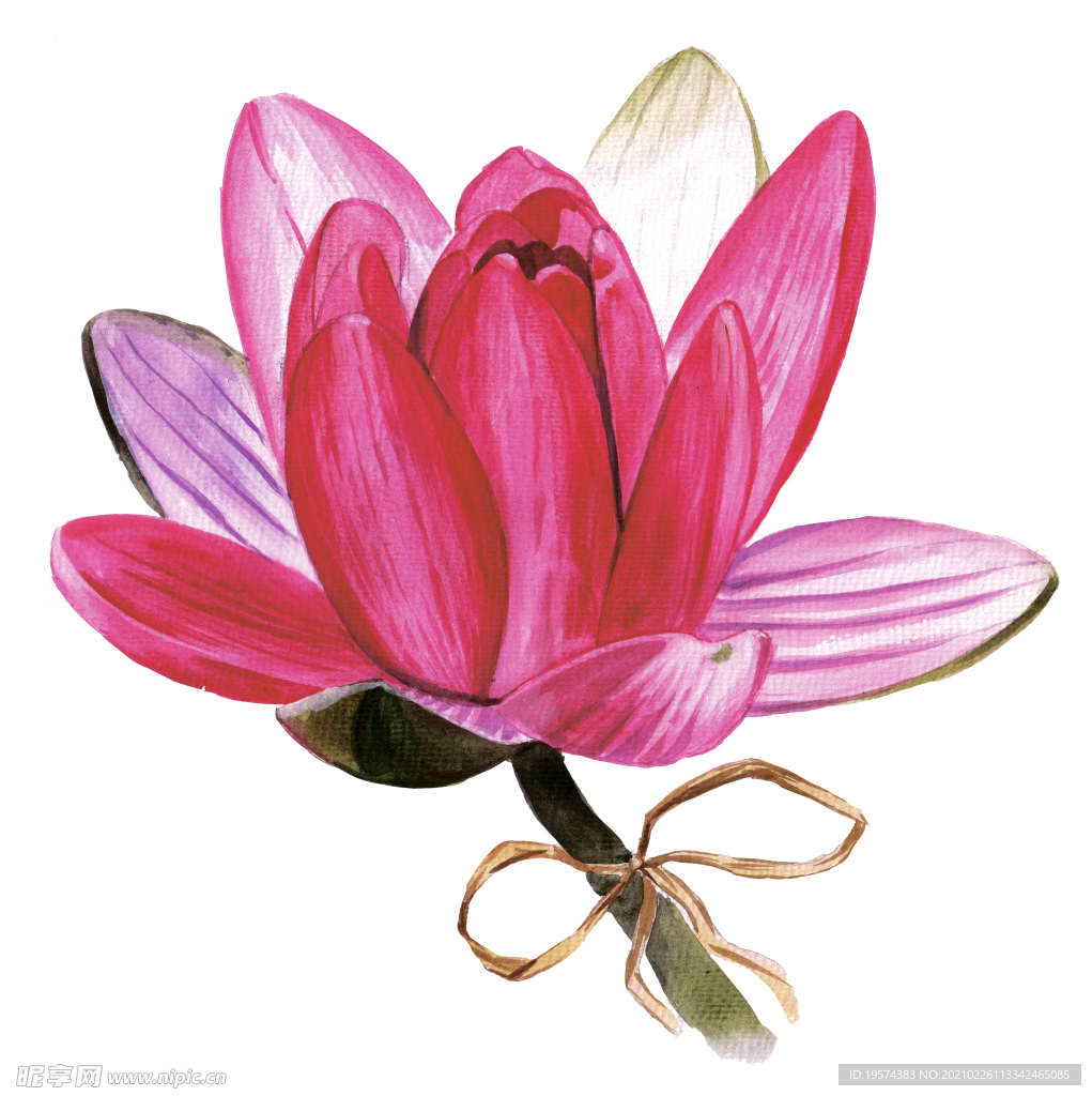 柔毛齿叶睡莲花卉图形手绘花朵