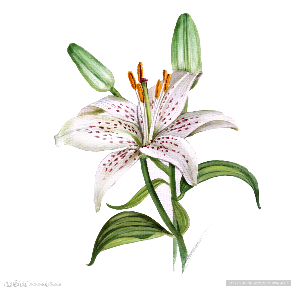 亚洲百合花卉图形手绘花朵