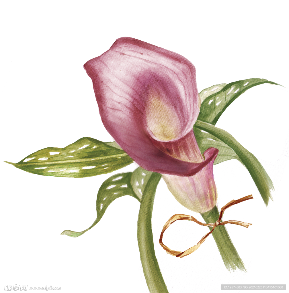 红马蹄莲花卉图形手绘花朵