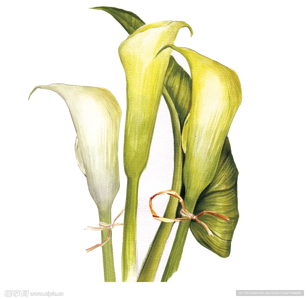 马蹄莲花卉图形手绘花朵