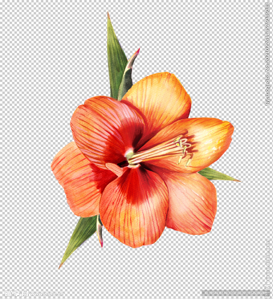 朱顶红花卉图形手绘花朵