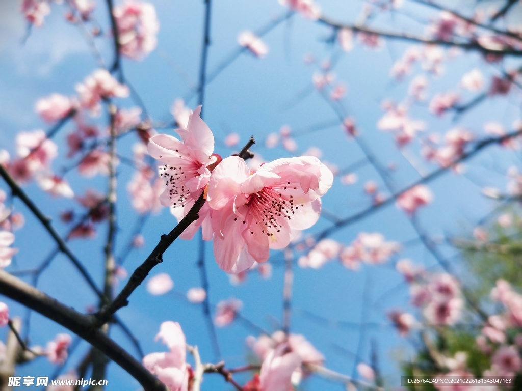 梅花