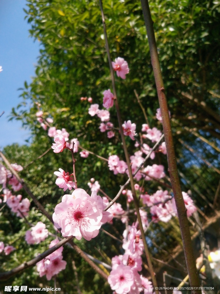 梅花