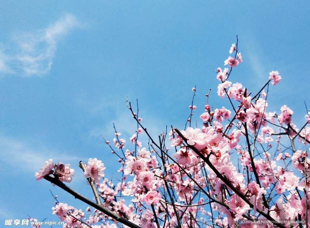 梅花