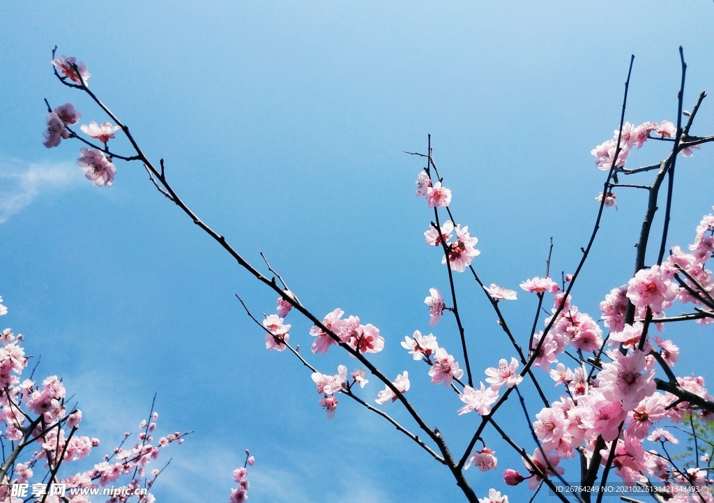 梅花
