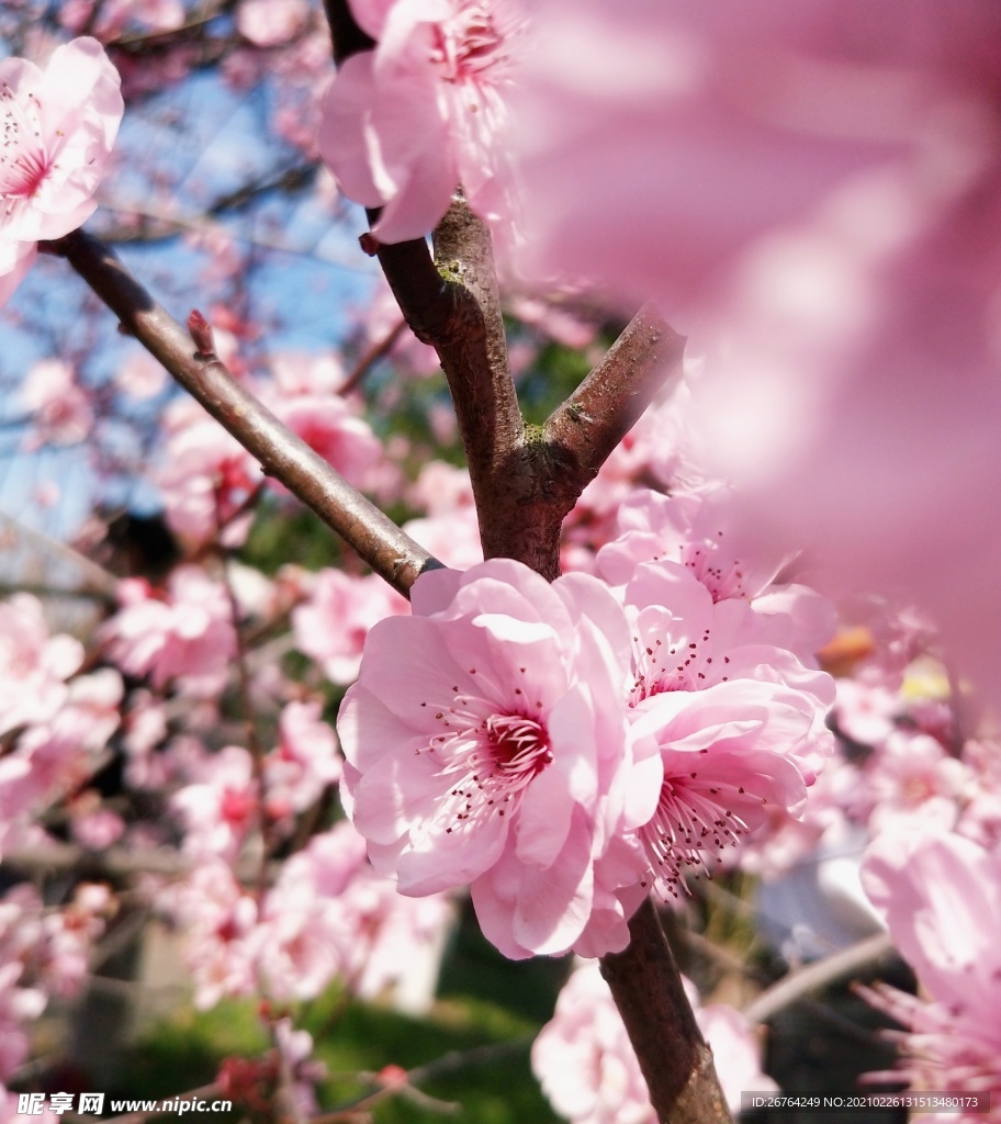 梅花 腊梅