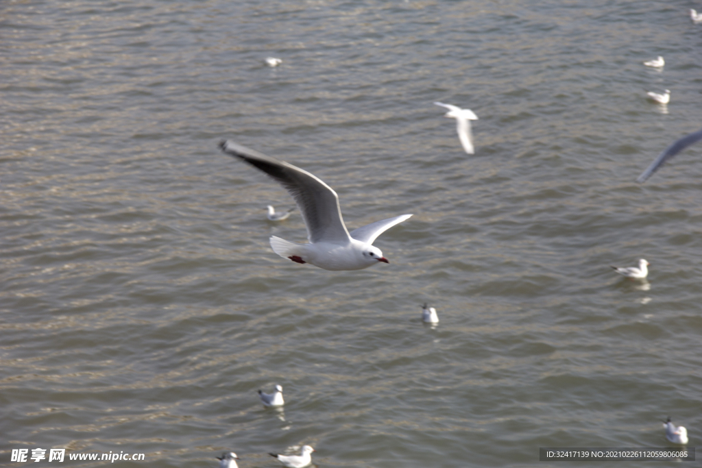 飞翔的海鸥
