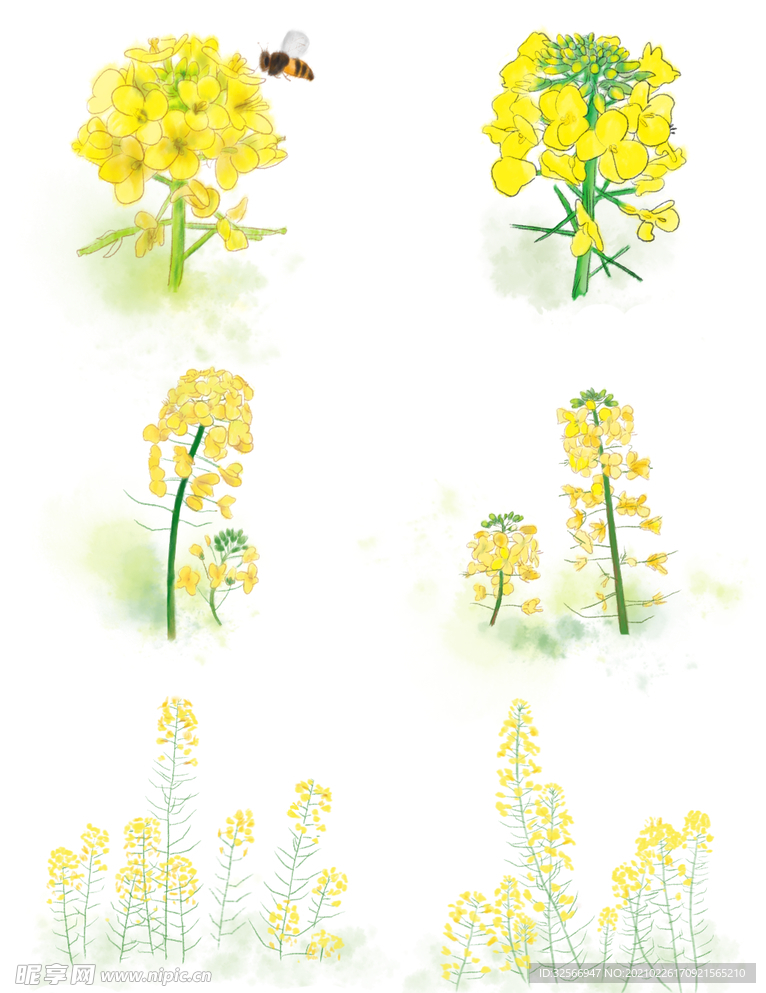 油菜花