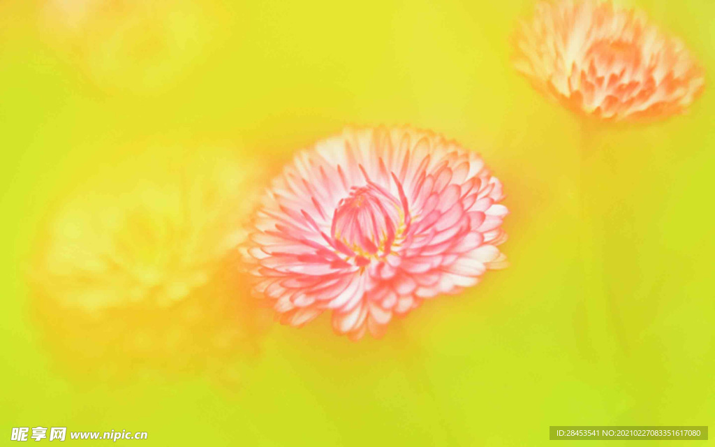 植物特写
