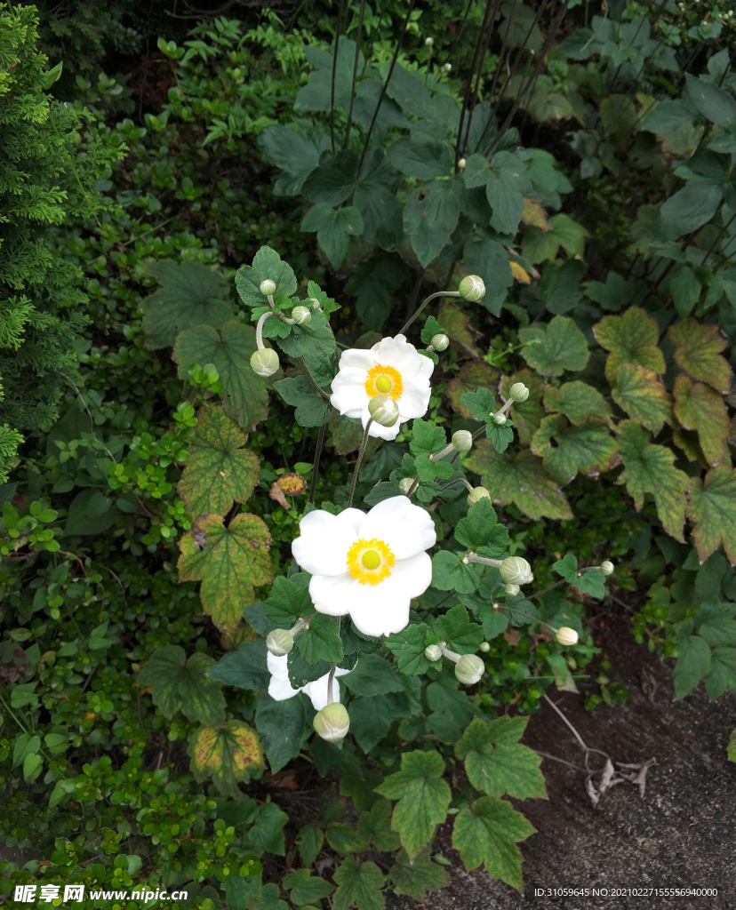 野棉花