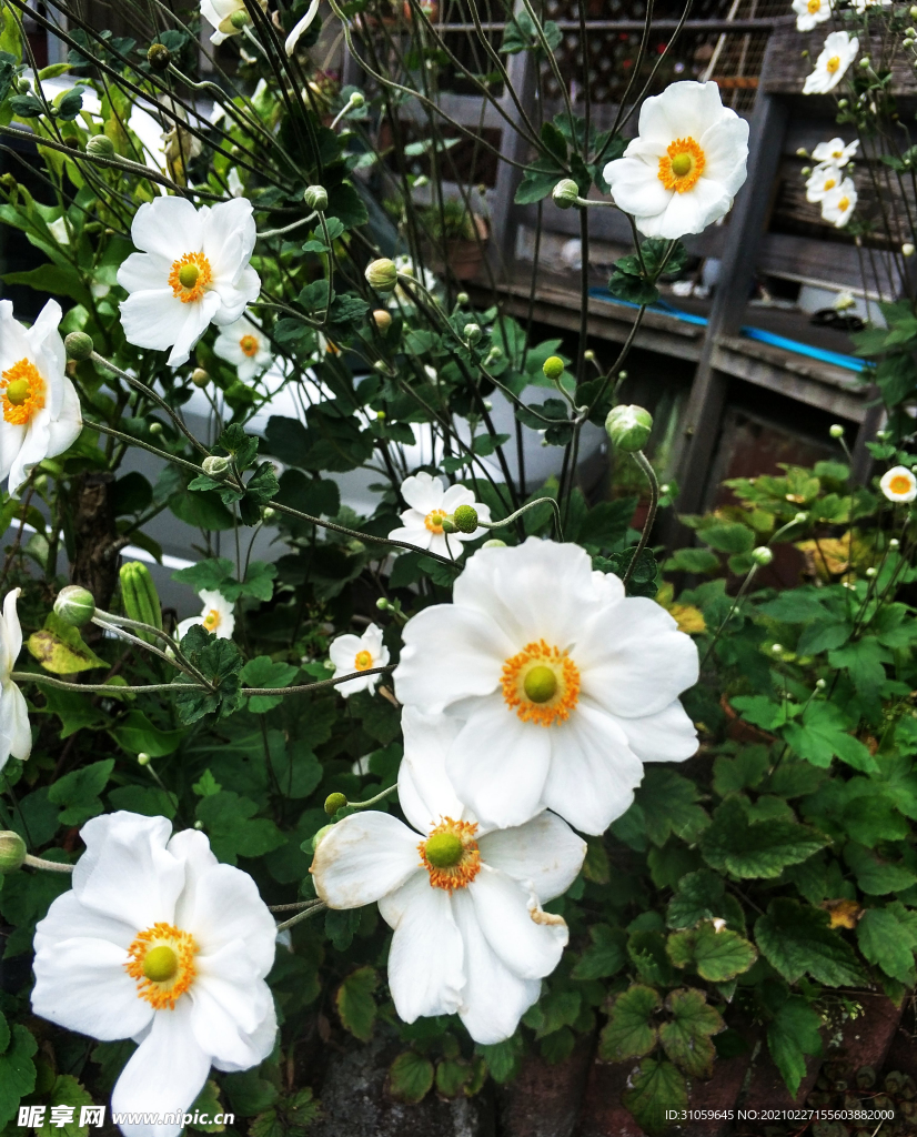 野棉花