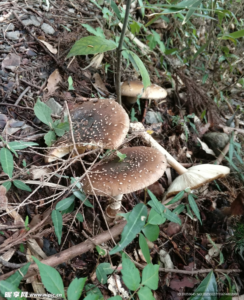 野生蘑菇