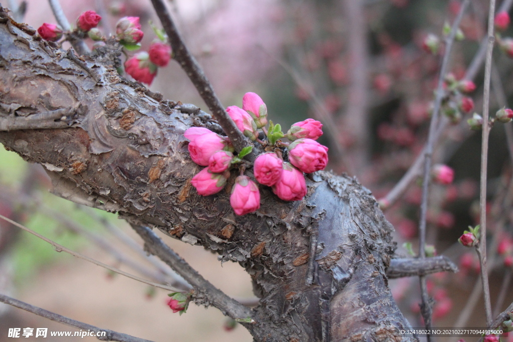 粉红花蕾