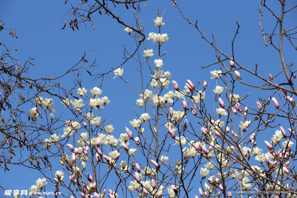 木兰花