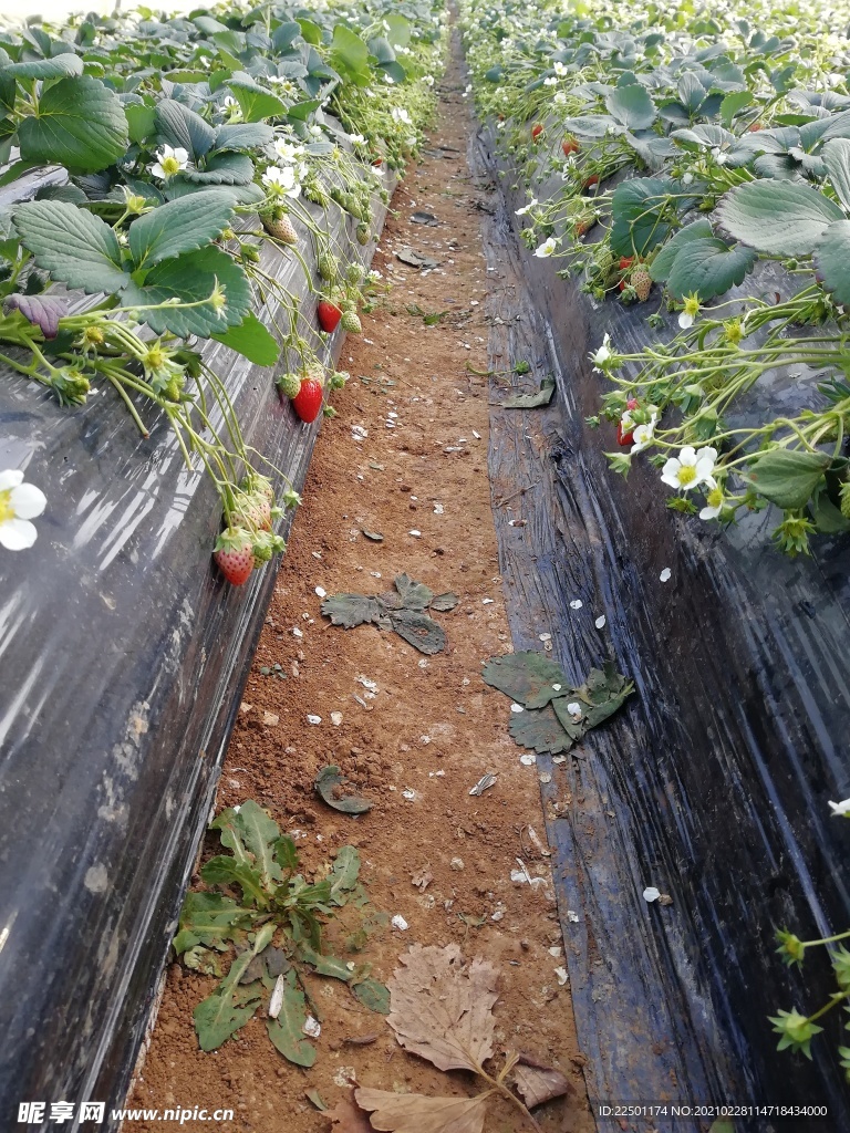 草莓地
