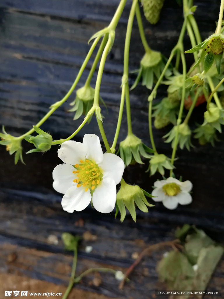 草莓花