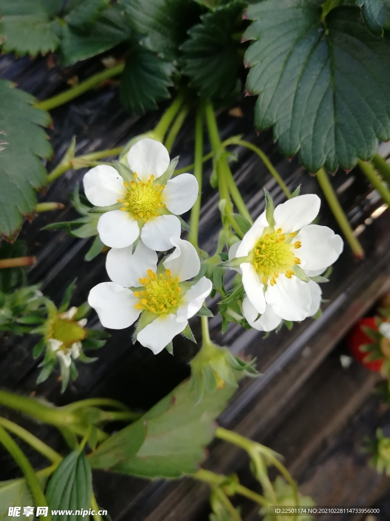 草莓花