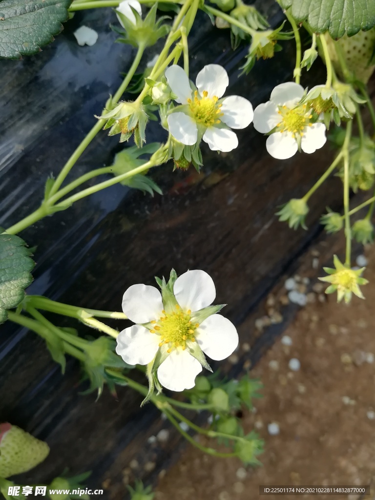 草莓花