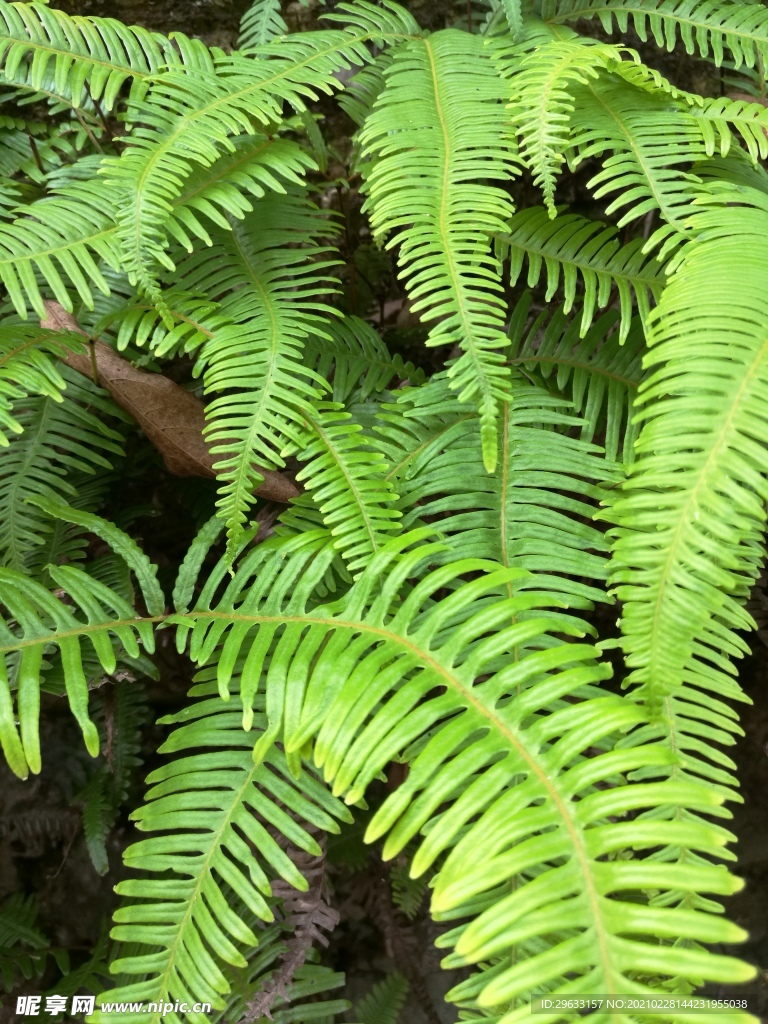 绿色 养眼 蕨类植物