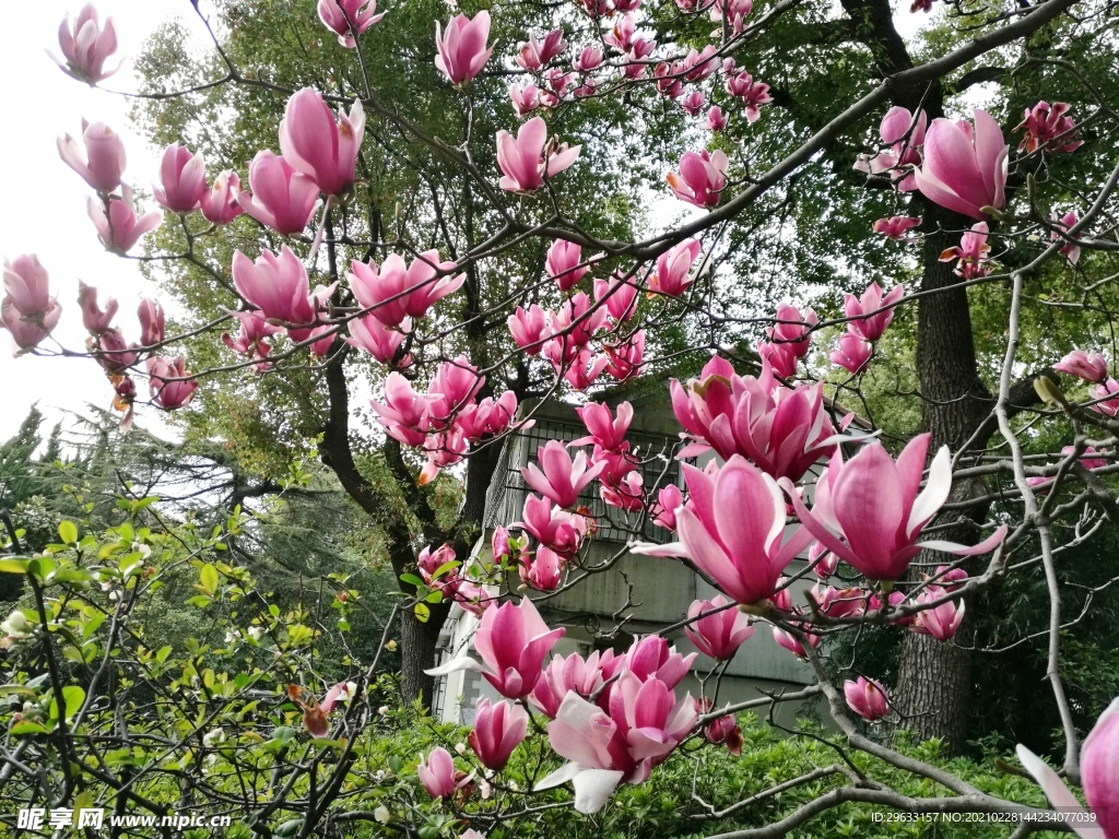 绿色 养眼 玉兰花