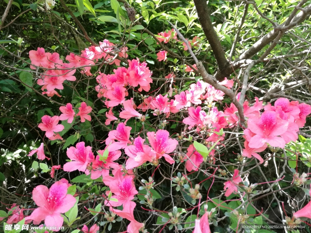 野花 山花 杜鹃花
