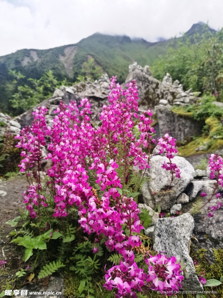 高原红 一串红 花