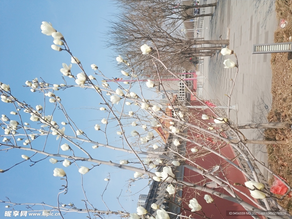 墙外白色玉兰花