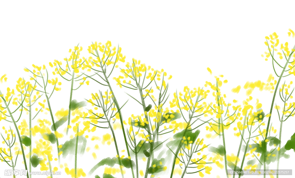 油菜花