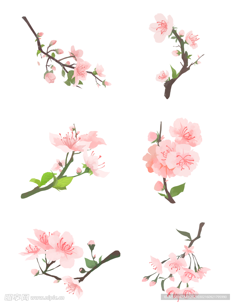 樱花