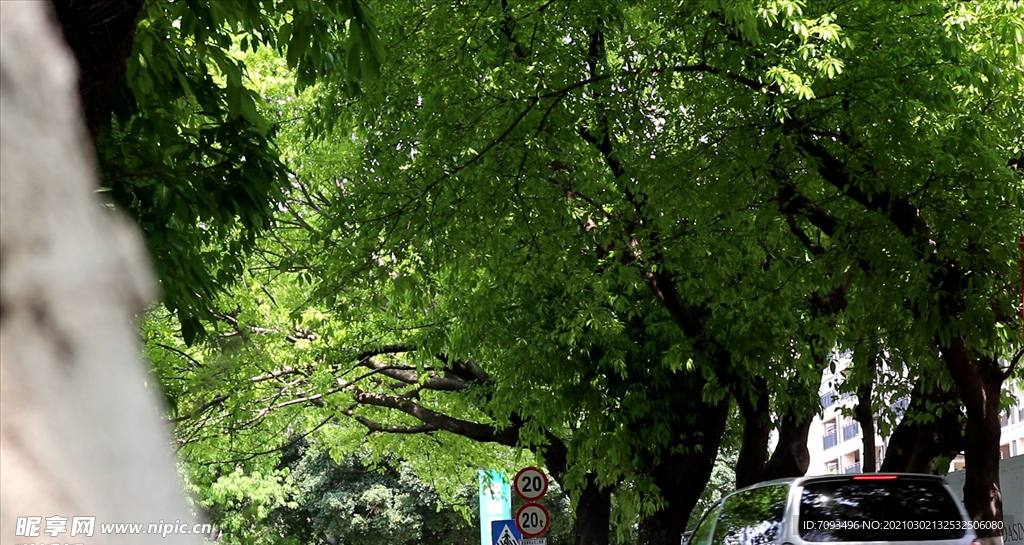 绿色城市 绿荫 道路