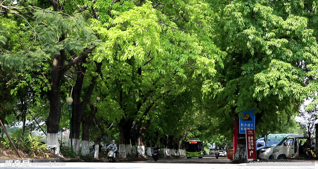 绿色城市 绿荫