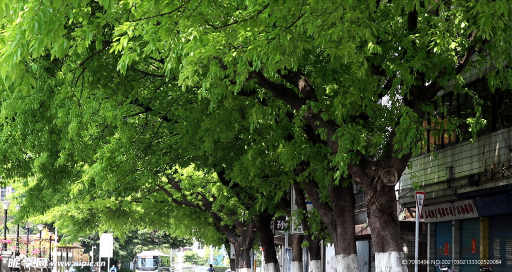 绿色城市 绿荫