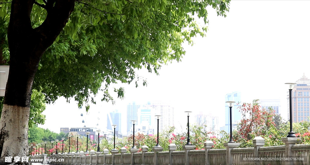 绿色城市 绿荫