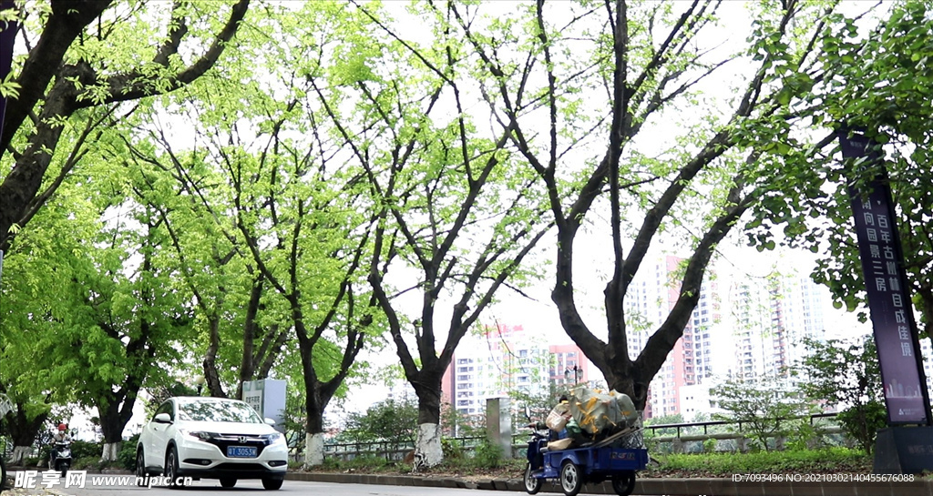 绿荫