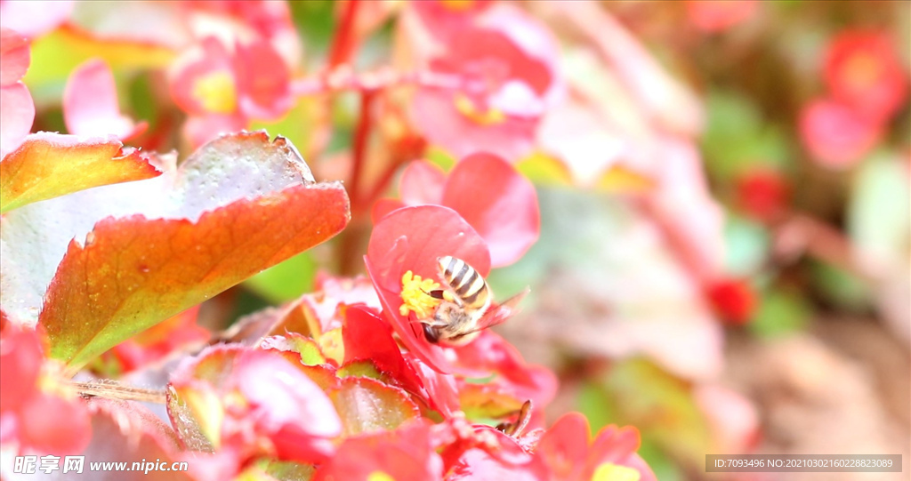 蜜蜂 采蜜
