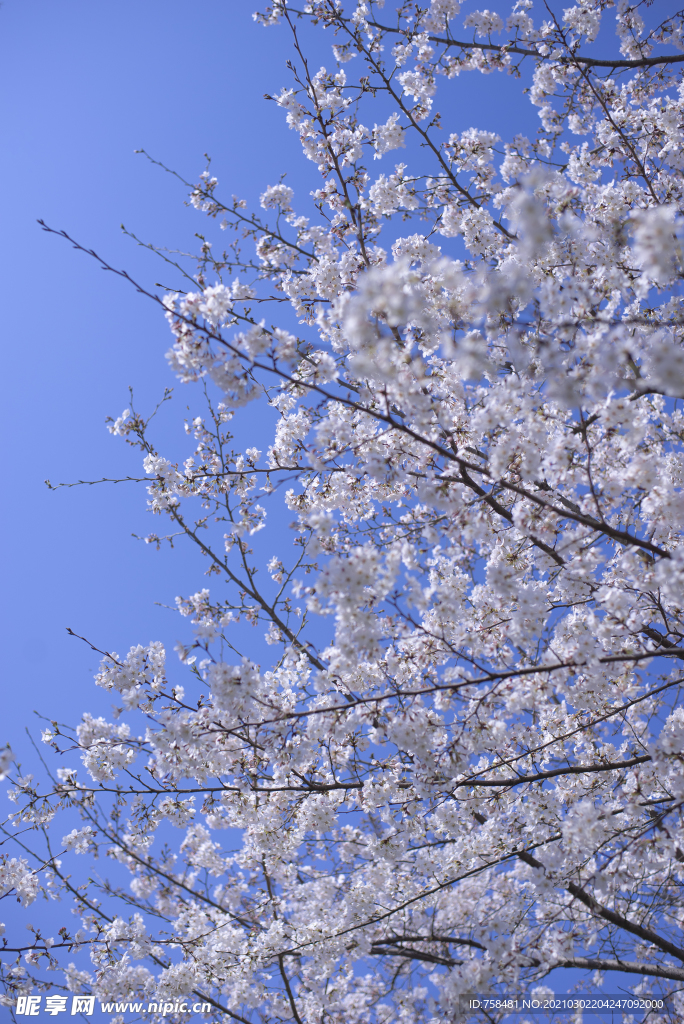 樱花8