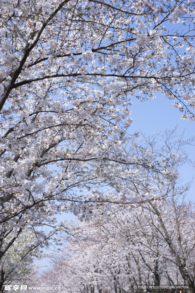 樱花