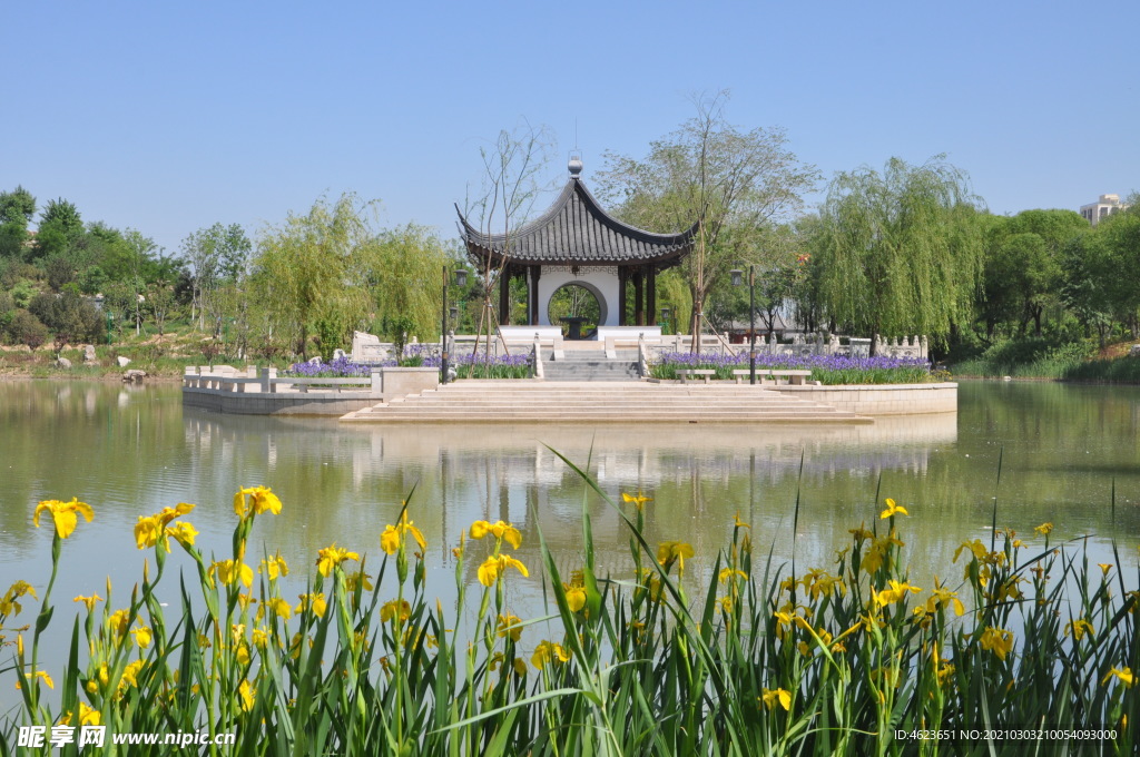 水边的黄菖蒲与远处的南式古建亭